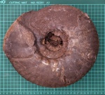 Аммонит, 28см