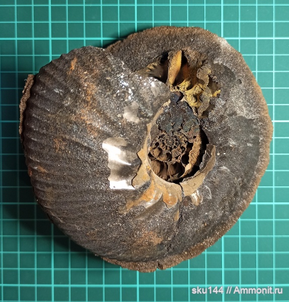 аммониты, фосфориты, Ammonites