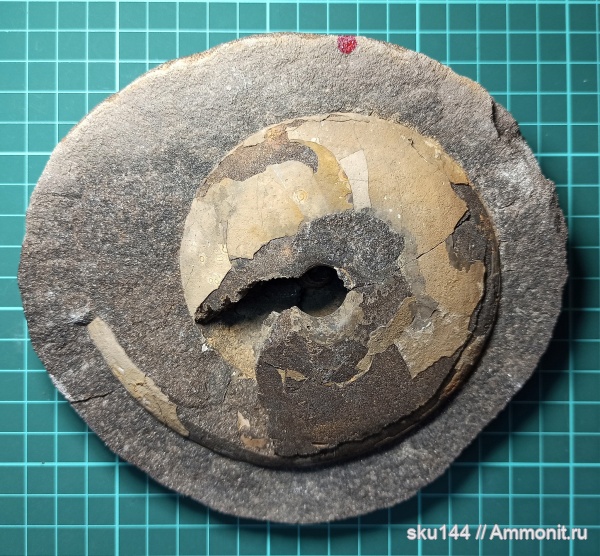 аммониты, фосфориты, Ammonites