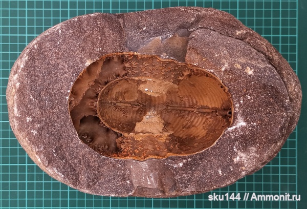 аммониты, фосфориты, Ammonites