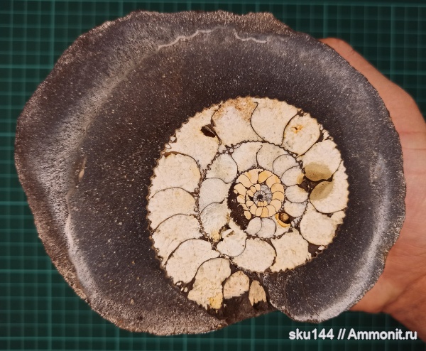 аммониты, фосфориты, Ammonites