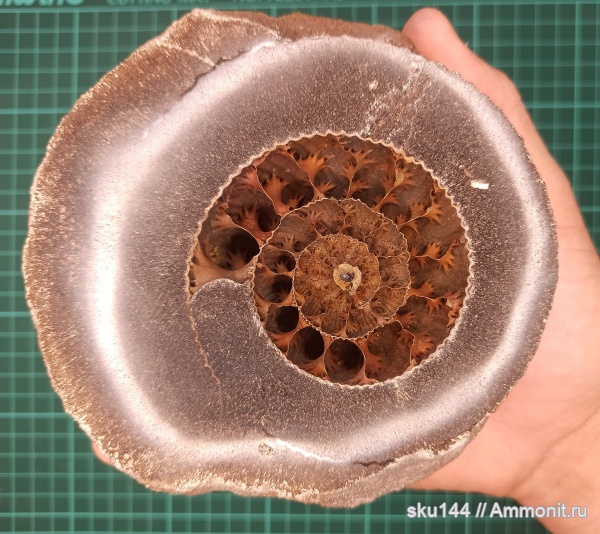 аммониты, фосфориты, Ammonites