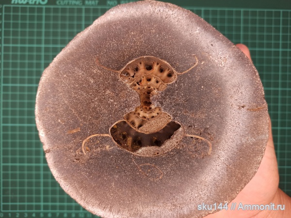 аммониты, фосфориты, Ammonites