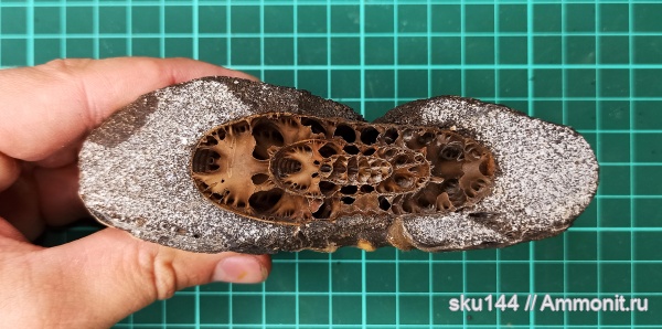 аммониты, фосфориты, Ammonites