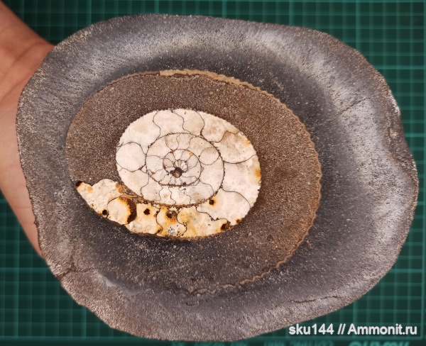 аммониты, фосфориты, Ammonites