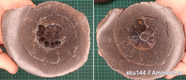 аммониты, фосфориты, Ammonites