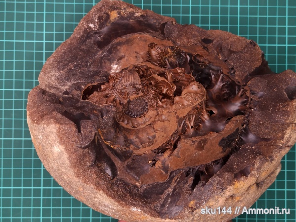 аммониты, фосфориты, Ammonites