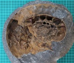 Аммонит, 26см