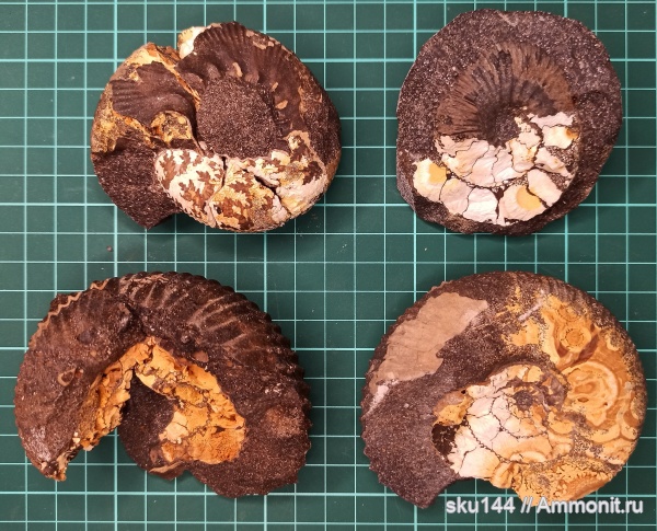 аммониты, фосфориты, Ammonites