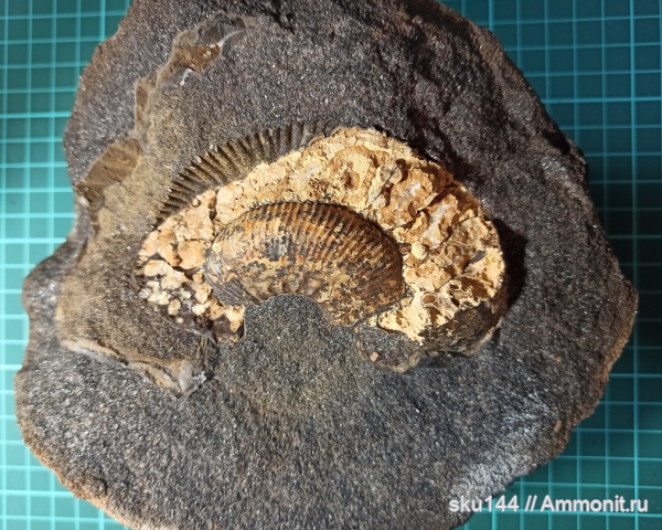 аммониты, фосфориты, Ammonites