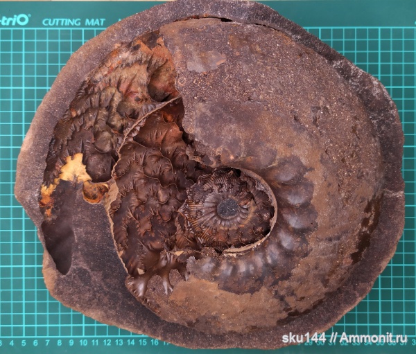 аммониты, фосфориты, Ammonites