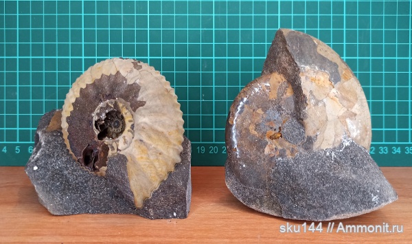аммониты, фосфориты, Ammonites