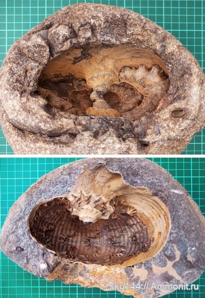 аммониты, фосфориты, Ammonites