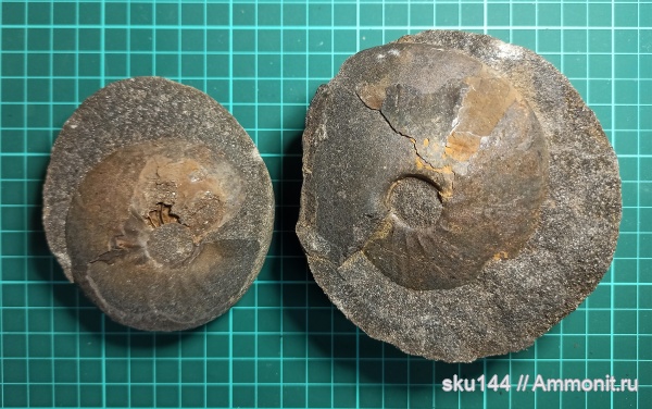 аммониты, фосфориты, Ammonites