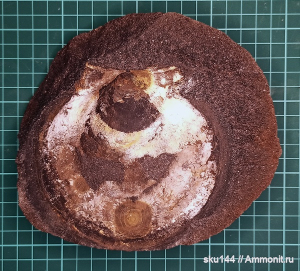 двустворки, фосфориты, Entolium, Pectinida