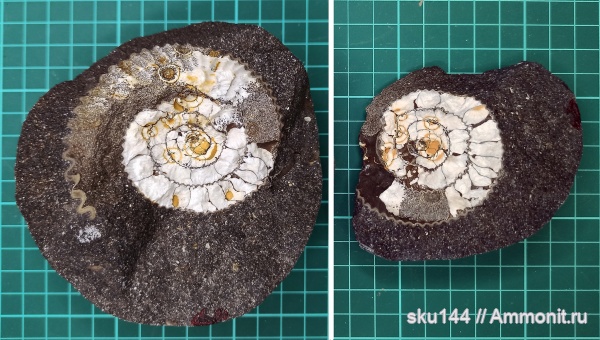аммониты, фосфориты, Ammonites