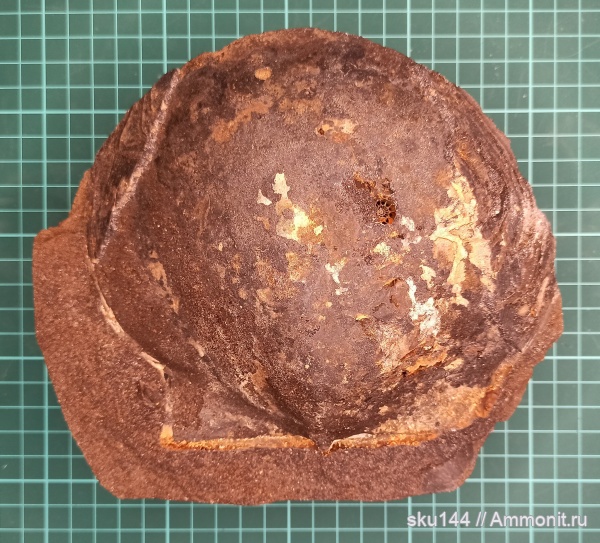 двустворки, фосфориты, Pectinida