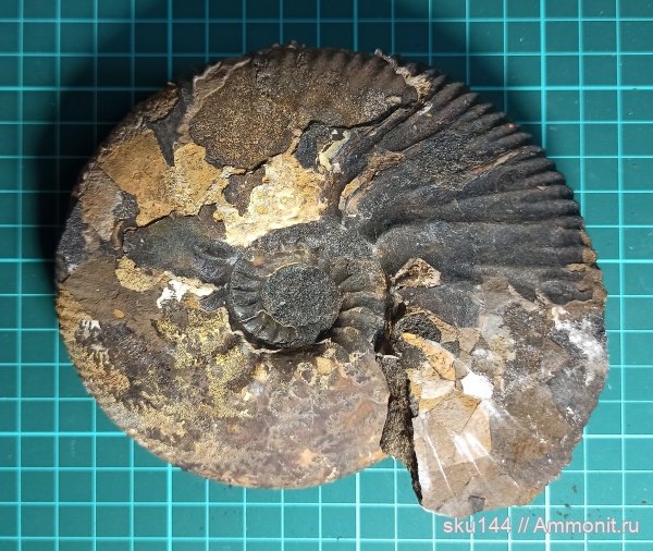 аммониты, фосфориты, Ammonites