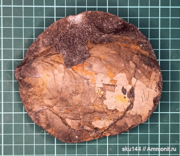 двустворки, фосфориты