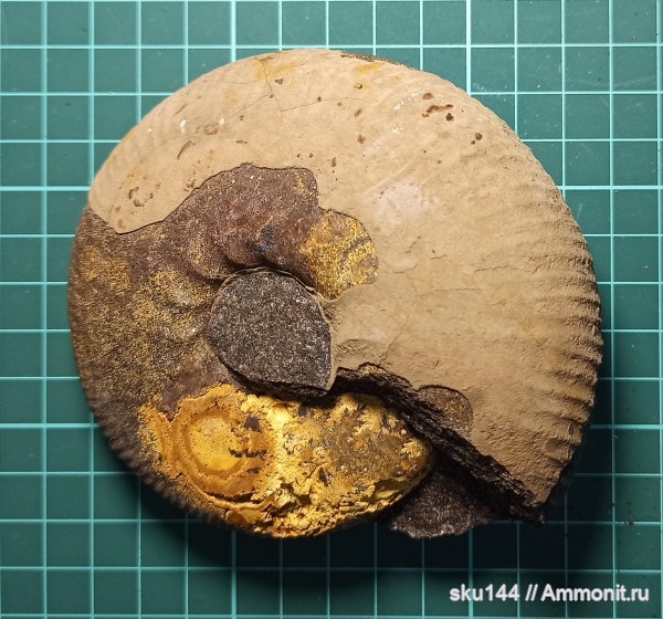 аммониты, фосфориты, Ammonites