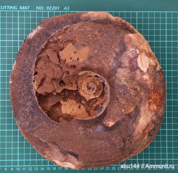 аммониты, фосфориты, Ammonites
