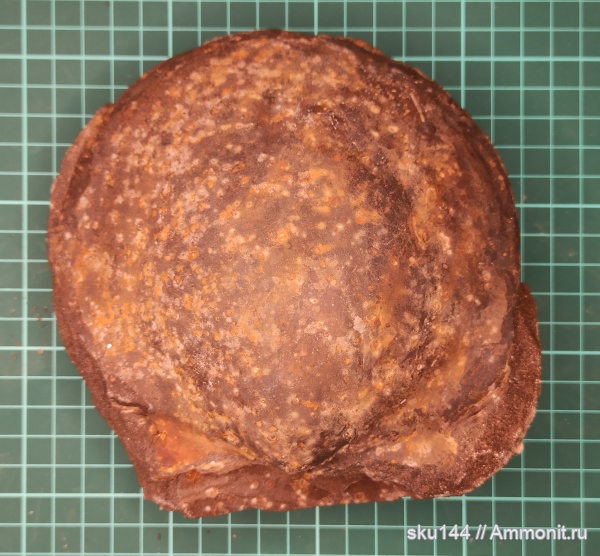 двустворки, фосфориты