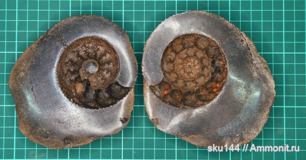 аммониты, фосфориты, Ammonites