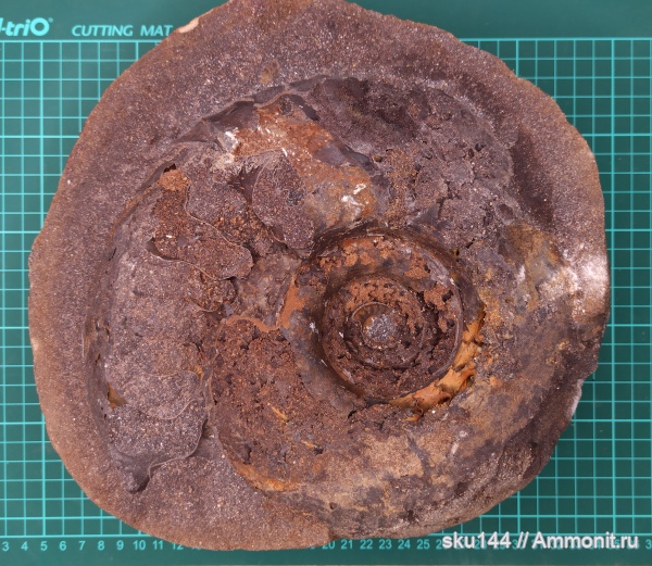 аммониты, фосфориты, Ammonites