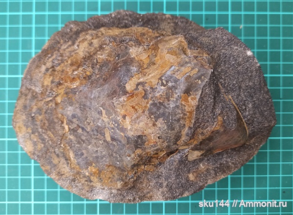 двустворки, фосфориты