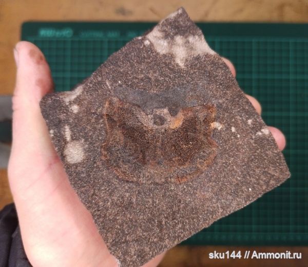 морские рептилии, фосфориты, кости