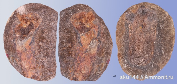 морские рептилии, фосфориты, кости