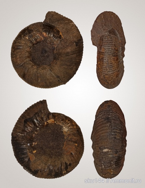аммониты, фосфориты, Ammonites