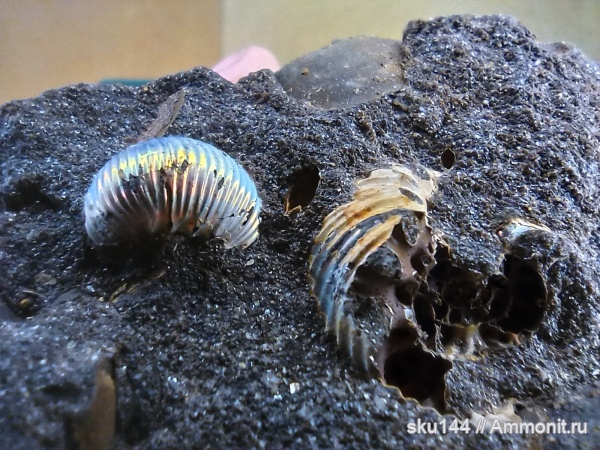 аммониты, фосфориты, Ammonites