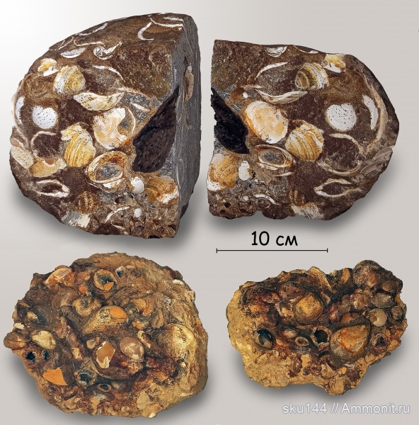 двустворки, Buchia, фосфориты