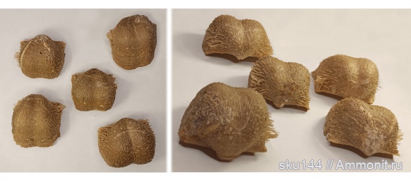 пермь, Productida, Солигалич