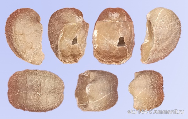 пермь, Productida, казанский ярус, Солигалич