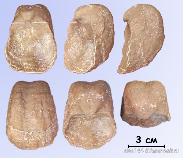 пермь, Productida, казанский ярус, Aulosteges horrescens, Солигалич
