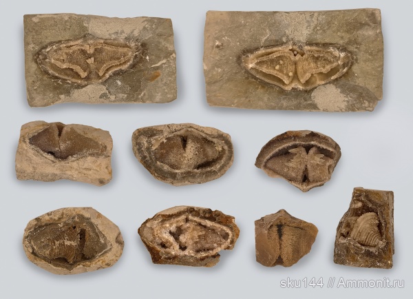 пермь, Athyridida, казанский ярус, Солигалич