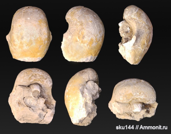 пермь, наутилусы, Солигалич