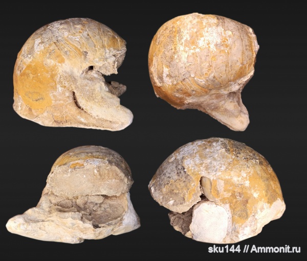 пермь, Permonautilus, казанский ярус, Nautilida, Солигалич