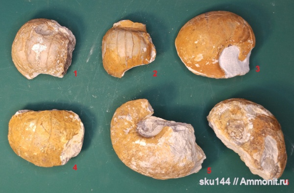 пермь, наутилусы, казанский ярус, Солигалич