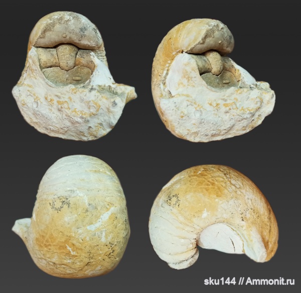 пермь, наутилусы, казанский ярус, Солигалич