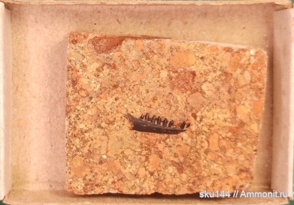 рептилии, триас, амфибии, позвоночные