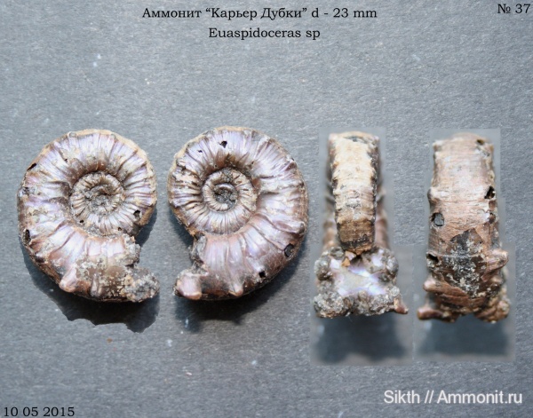 аммониты, Euaspidoceras, Дубки, Саратовская область, Ammonites, euaspidoceras subbabeanum
