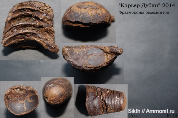 белемниты, фрагмоконы, Дубки, Саратовская область, belemnites, phragmocones