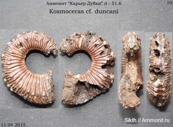 аммониты, Kosmoceras, Дубки, Саратовская область, Ammonites, Kosmoceras duncani