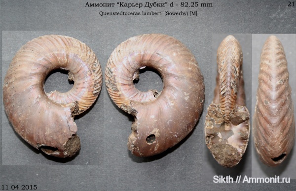 аммониты, Quenstedtoceras, Quenstedtoceras lamberti, Дубки, Саратовская область, Ammonites