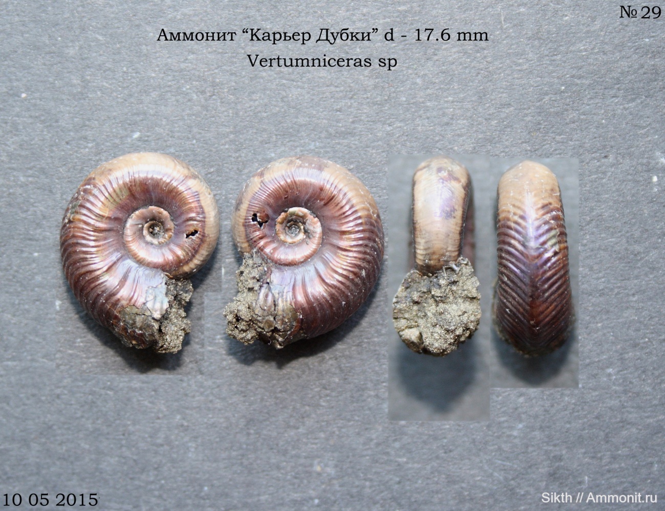 Карьер дубки саратовская область. Карьер дубки. Карьер дубки. Карьер дубки саратовская область. Посёлок дубки, саратовская область аммониты.