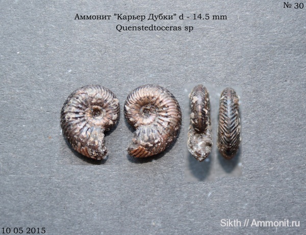 аммониты, Quenstedtoceras, Дубки, Саратовская область, Ammonites