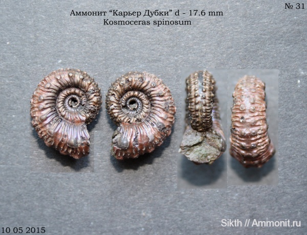 аммониты, Kosmoceras, Дубки, Саратовская область, Ammonites, Kosmoceras spinosum